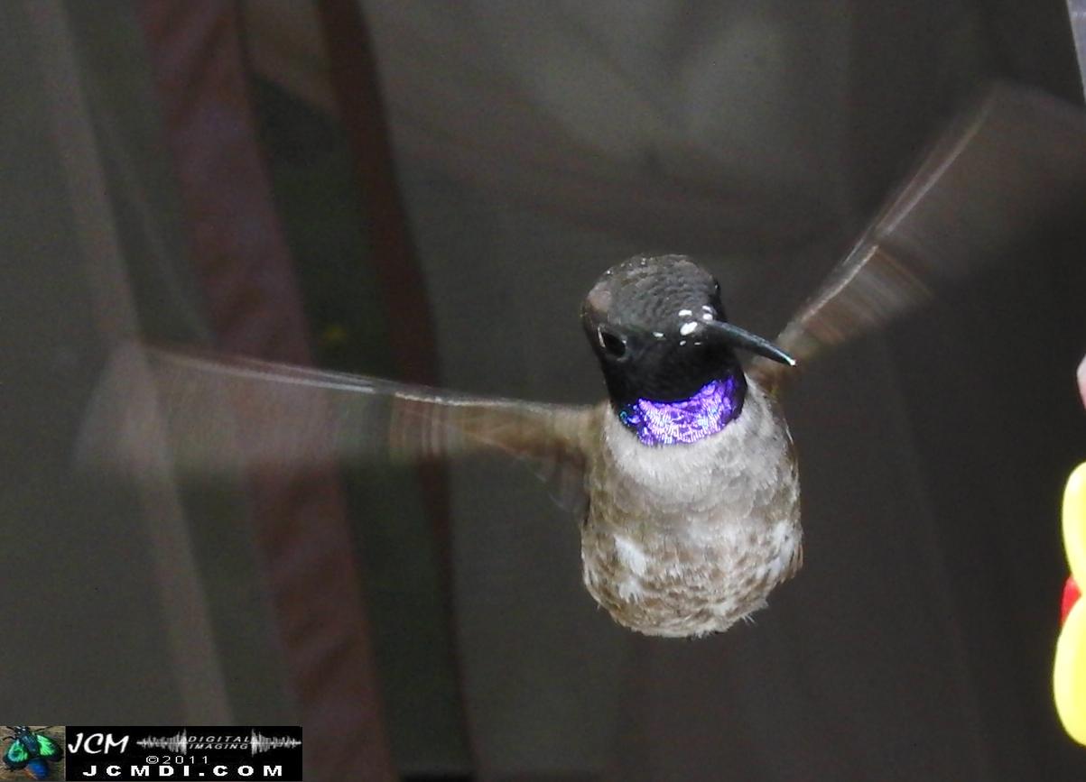 Hummingbird photo captured from Robo-Cam Motion Detection at JCMDI.COM